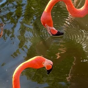 Meet your Posher, Pearl